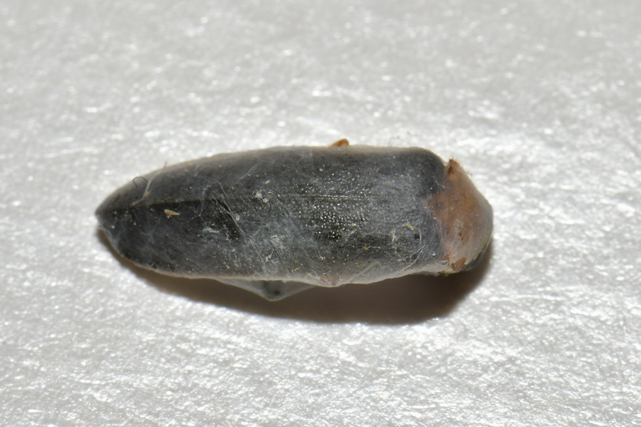 Lampyridae mummificata: Luciola pedemontana